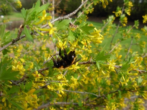 bee on currant