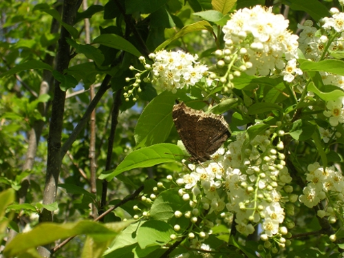 mourning cloak butterfly