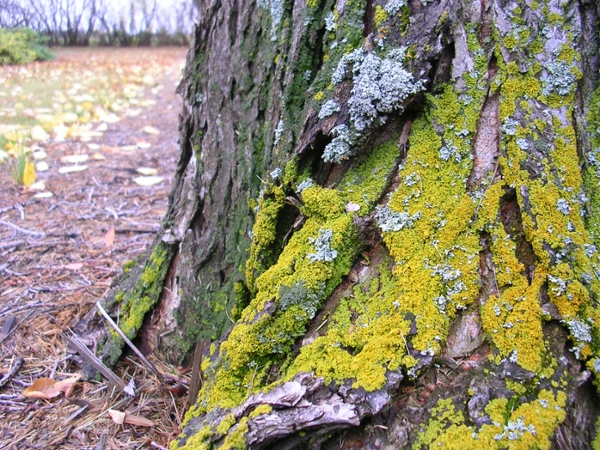 lichens on elm tree