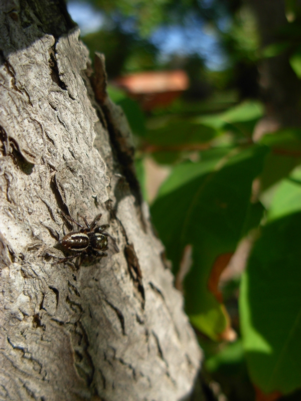 jumping spider