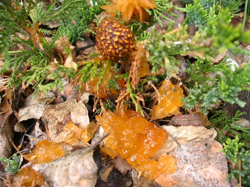 cedar apple rust