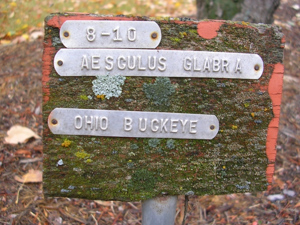 dark grey green lichen